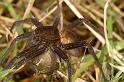 Dolomedes_plantarius_D5143_Z_89_Canal du Nivernais_Frankrijk
